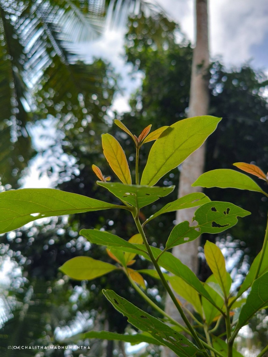 Terminalia bellirica (Gaertn.) Roxb.